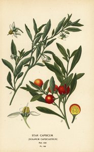 Jerusalem körsbär, Solanum pseudocapsicum var. diflores