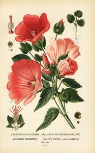 Lavatera trimestris och Malope trifida. av Désiré Georges Jean Marie Bois