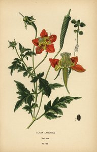 Loasa lateritia. av Désiré Georges Jean Marie Bois