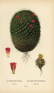 Mammillaria prolifera och Mammillaria rhodantha. av Désiré Georges Jean Marie Bois