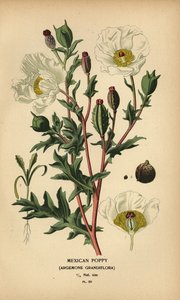 Mexikansk vallmo, Argemone grandiflora. av Désiré Georges Jean Marie Bois