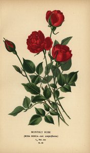 Månadsros, Rosa chinensis var. semperflorens. av Désiré Georges Jean Marie Bois