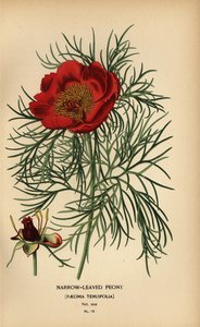 Smalbladig pion, Paeonia tenuifolia, av Désiré Georges Jean Marie Bois