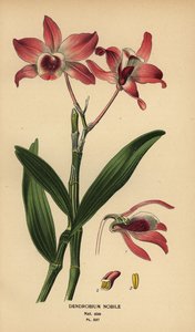 Ädel dendrobium orkidé, Dendrobium nobile. Kromolitografi från en illustration av Desire Bois från Edward Step