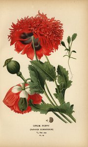 Opiumvallmo, sömnig vallmo. av Désiré Georges Jean Marie Bois