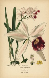 Lilafärgad laeliaorkidé, Cattleya purpurata (Laelia purpurata). Kromolitografi från en illustration av B. Herincq från Edward Step’s Favorite Flowers of Garden and Greenhouse, Frederick Warne, London av Désiré Georges Jean Marie Bois