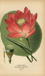 Helig böna eller indisk lotus, Nelumbo nucifera. av Désiré Georges Jean Marie Bois
