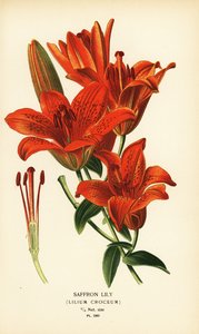 Saffranslilja, Lilium croceum. Kromolitografi från en illustration av Desire Bois från Edward Step