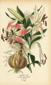 Skön lilja, Lilium speciosum. Kromolitografi från en illustration av Desire Bois från Edward Step