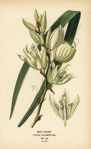 Sidengräs, Yucca filamentosa. Kromolitografi från en illustration av Desire Bois från Edward Step