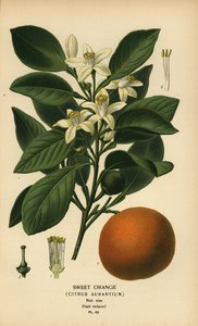 Söt apelsin, Citrus x aurantium. av Désiré Georges Jean Marie Bois