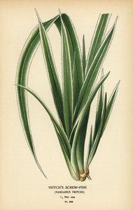 Tahitisk skruvtall, Pandanus tectorius (Veitchs skruvtall, Pandanus veitchii). Kromolitografi från en illustration av Desire Bois från Edward Step