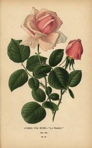 Teroshybrid, La France, Rosa × odorata. av Désiré Georges Jean Marie Bois