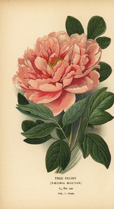Trädpion, Paeonia moutan. av Désiré Georges Jean Marie Bois