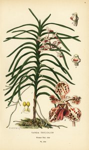 Vanda tricolor orkidé. Kromolitografi från en illustration av B. Herincq från Edward Step’s Favorite Flowers of Garden and Greenhouse, Frederick Warne, London av Désiré Georges Jean Marie Bois