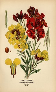 Väggblommor, Erysimum × cheiri. av Désiré Georges Jean Marie Bois