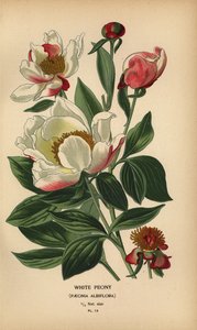 Vit pion, Paeonia lactiflora. av Désiré Georges Jean Marie Bois