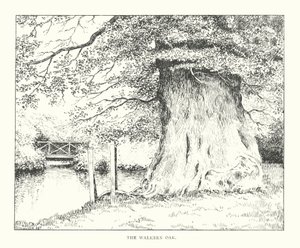 The Walkern Oak (litografi)