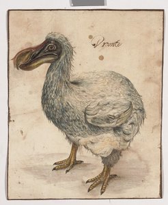 En dodo (spår av svart krita, w/c & gummi arabicum med bruna inramningslinjer)