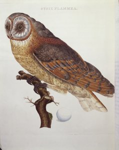Tornuggla (Strix Flammea) 1796