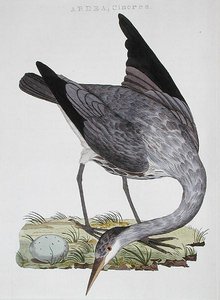 Heron, publicerad i Amsterdam av Dutch School