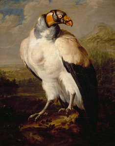 King Vulture, målning av holländsk okänd konstnär, Nederländerna av Dutch School