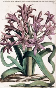 Lillio-Narcissus , 1697-1701 av Dutch School