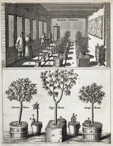 Orangeri, från De Nederlandze Hesperides av Jan Commelin, publicerad 1676 av Dutch School