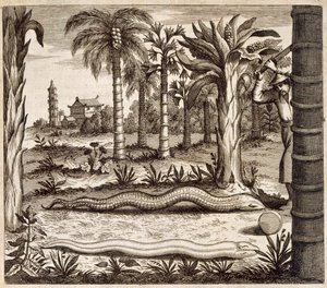 Stenormen, från Kina Illustrerad av Athanasius Kircher (1601-80) 1667 av Dutch School