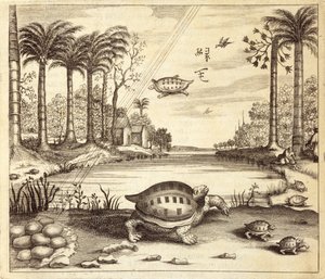 Sköldpaddsägg kläcks, från Kina Illustrerad av Athanasius Kircher (1601-80) 1667 av Dutch School