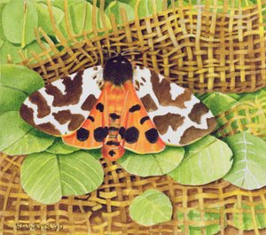 Tiger Moth, 1999 (akryl på papper)