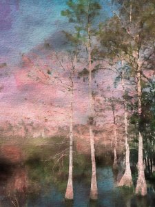 Rosa cypress i skymningen av EDUARDO LLERANDI