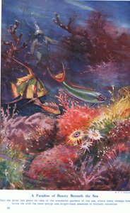 A Paradise of Beauty Beneath the Sea, illustration från "Wonders of Land and Sea", publicerad av Cassell, London, 1914