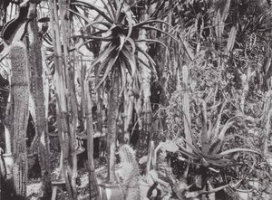 Kew Gardens, ca 1900 (svartvitt foto) av E. J. Wallis