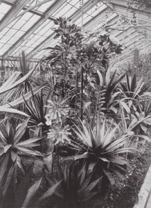 Kew Gardens, ca 1900 (svartvitt foto) av E. J. Wallis