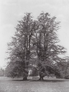 Kew Gardens, ca 1900 (svartvitt foto) av E. J. Wallis