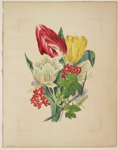 Bukett av tulpaner, från Floras ordbok, 1838