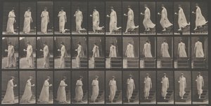 Djurrörelse. En elektrofotografisk undersökning... av djurrörelser. Börja..., 1880-talet. av Eadweard Muybridge