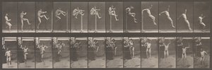 Djurrörelse. En elektrofotografisk undersökning av på varandra följande faser av djur ..., 1880-talet. av Eadweard Muybridge