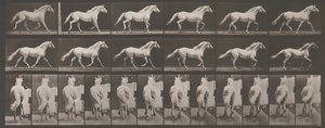 Djurrörelse. En elektrofotografisk undersökning av på varandra följande faser av djur ..., 1880-talet. av Eadweard Muybridge