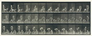 Djurrörelse. En elektrofotografisk undersökning av på varandra följande faser av djur ..., 1880-talet. av Eadweard Muybridge