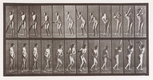Djurrörelse. En elektrofotografisk undersökning av på varandra följande faser av djur ..., 1880-talet. av Eadweard Muybridge