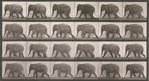 Djurrörelse. En elektrofotografisk undersökning av på varandra följande faser av djur ..., 1880-talet. av Eadweard Muybridge