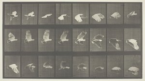 Djurrörelse, skylt 758, 1887. av Eadweard Muybridge