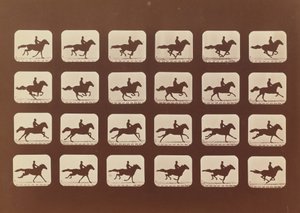 Hästar. Löpning. Phyrne L. nr 40, 1879. av Eadweard Muybridge