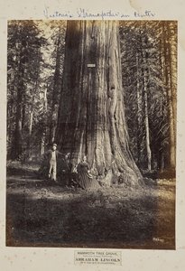 Mammoth Tree Grove, Calaveras County, Kalifornien. Abraham Lincoln. 320 meter högt, 54 meter i omkrets
