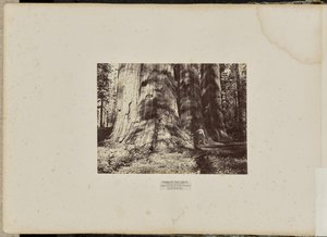 Mammoth Tree Grove, Calaveras County, Kalifornien. Häxgruppen från Salem. I genomsnitt 300 meter högt, 65 meter i omkrets