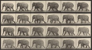 Plåt nummer 733. Elefantvandring, 1887. av Eadweard Muybridge