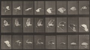 Plåt nummer 758. Kakaduaflygande, 1887. av Eadweard Muybridge