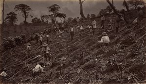 Att bygga ut en kaffeplantage i Antigua de Guatemala, 1875, publicerad 1877. av Eadweard Muybridge